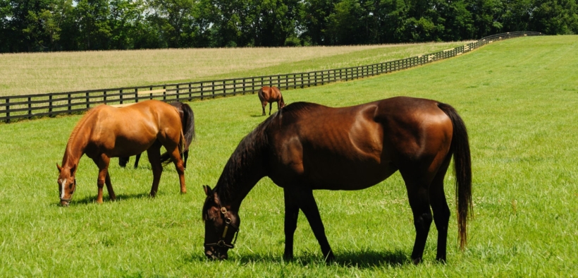 Importanti novità dalla FISE e dal MASAF