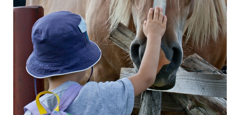 Il rispetto degli animali va insegnato a scuola: ecco la proposta di legge