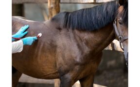 Aggiornamento sul caso confermato di EHV-1 ad Opglabbeek