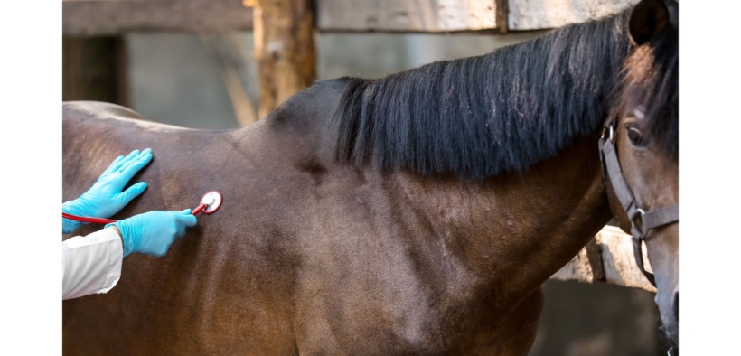 Aggiornamento sul caso confermato di EHV-1 ad Opglabbeek