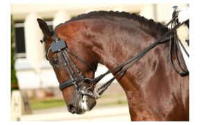 Centered Riding 2 - tecnica: il contrafforte, ossia il braccio che non piega 3