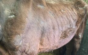 𝗖𝗮’ 𝗱𝗲𝗹 𝗣𝗶𝗮𝗻𝗼𝗻𝗲, 𝗠𝗮𝗽𝗲𝗹𝗹𝗼:  g𝗿𝗮𝘃𝗲 𝘀𝗶𝘁𝘂𝗮𝘇𝗶𝗼𝗻𝗲 𝗱𝗶 𝗺𝗮𝗹𝘁𝗿𝗮𝘁𝘁𝗮𝗺𝗲𝗻𝘁𝗼. 𝗣𝗿𝗼𝗴𝗲𝘁𝘁𝗼 𝗜𝘀𝗹𝗮𝗻𝗱𝗲𝗿 𝘀𝗽𝗼𝗿𝗴𝗲 𝗱𝗲𝗻𝘂𝗻𝗰𝗶𝗮