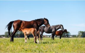 Inchiesta su PMSG (Pregnant Mare Serum Gonadotropin) in 1^ serata su RAI 3