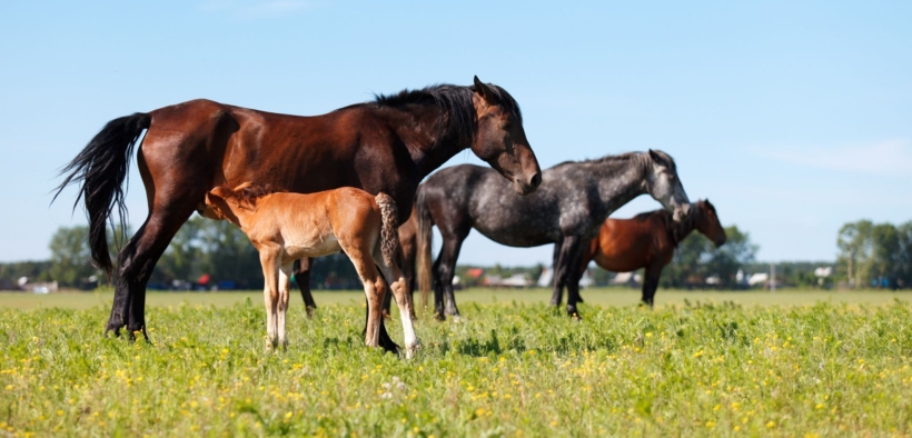 Inchiesta su PMSG (Pregnant Mare Serum Gonadotropin) in 1^ serata su RAI 3