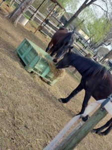 Open Day divulgazione tutela equina al New River Club