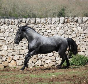 Università di Teramo e Arma dei Carabinieri. Obiettivo: tutelare la biodiversità 1