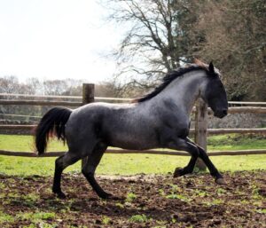 Università di Teramo e Arma dei Carabinieri. Obiettivo: tutelare la biodiversità 2