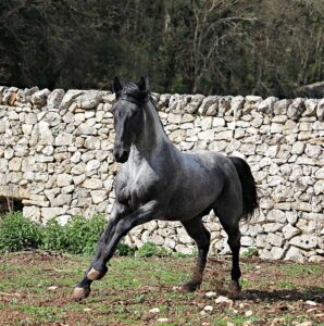 Università di Teramo e Arma dei Carabinieri. Obiettivo: tutelare la biodiversità 3