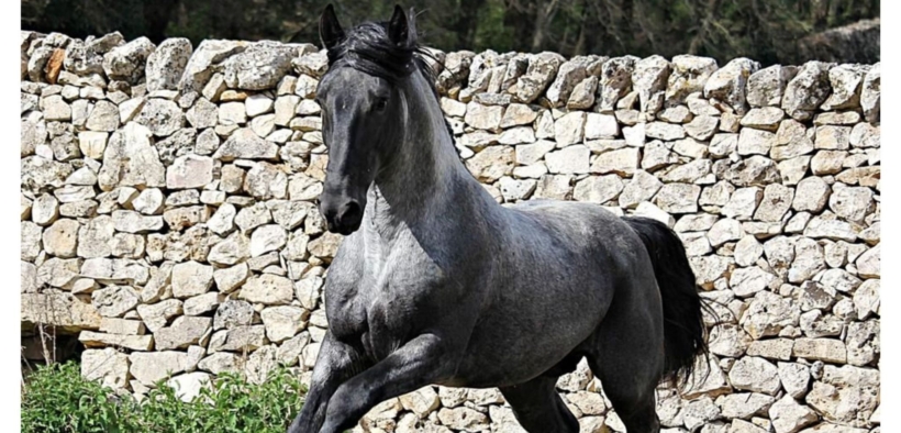 Università di Teramo e Arma dei Carabinieri. Obiettivo: tutelare la biodiversità