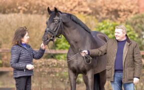 Dressage: E' mancato lo stallone Rubin Royal OLD