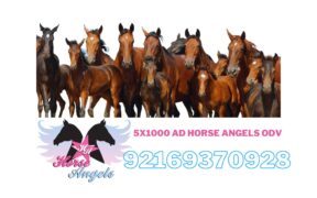 5 x 1000 ad Horse Angels: grande l'impegno anche per l'alluvione in Emilia Romagna 1