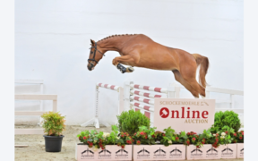 Dal 25 al 27 giugno Asta Online Schockemöhle (Young Jumpers)