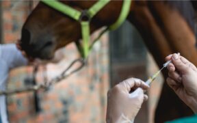 La FEI ha aggiornato l’elenco delle sostanze proibite