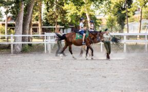 Milano: all'Idroscalo la nuova struttura per cavalli confiscati alla mafia