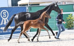 Schockemöhle - Helgstrand International: asta online dei migliori puledri da salto e da dressage