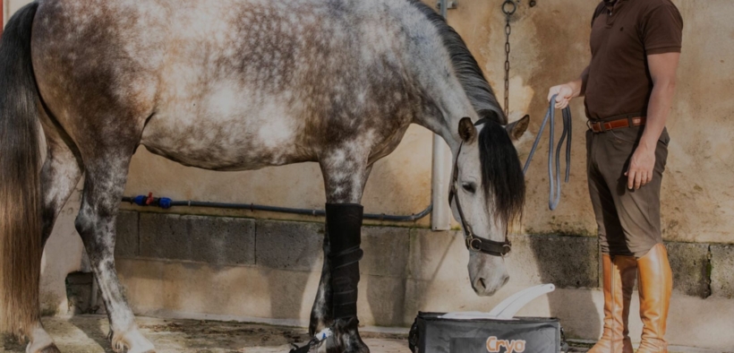 Terapia del freddo: i pro e i contro del trattamento sui cavalli subito dopo l’allenamento 1
