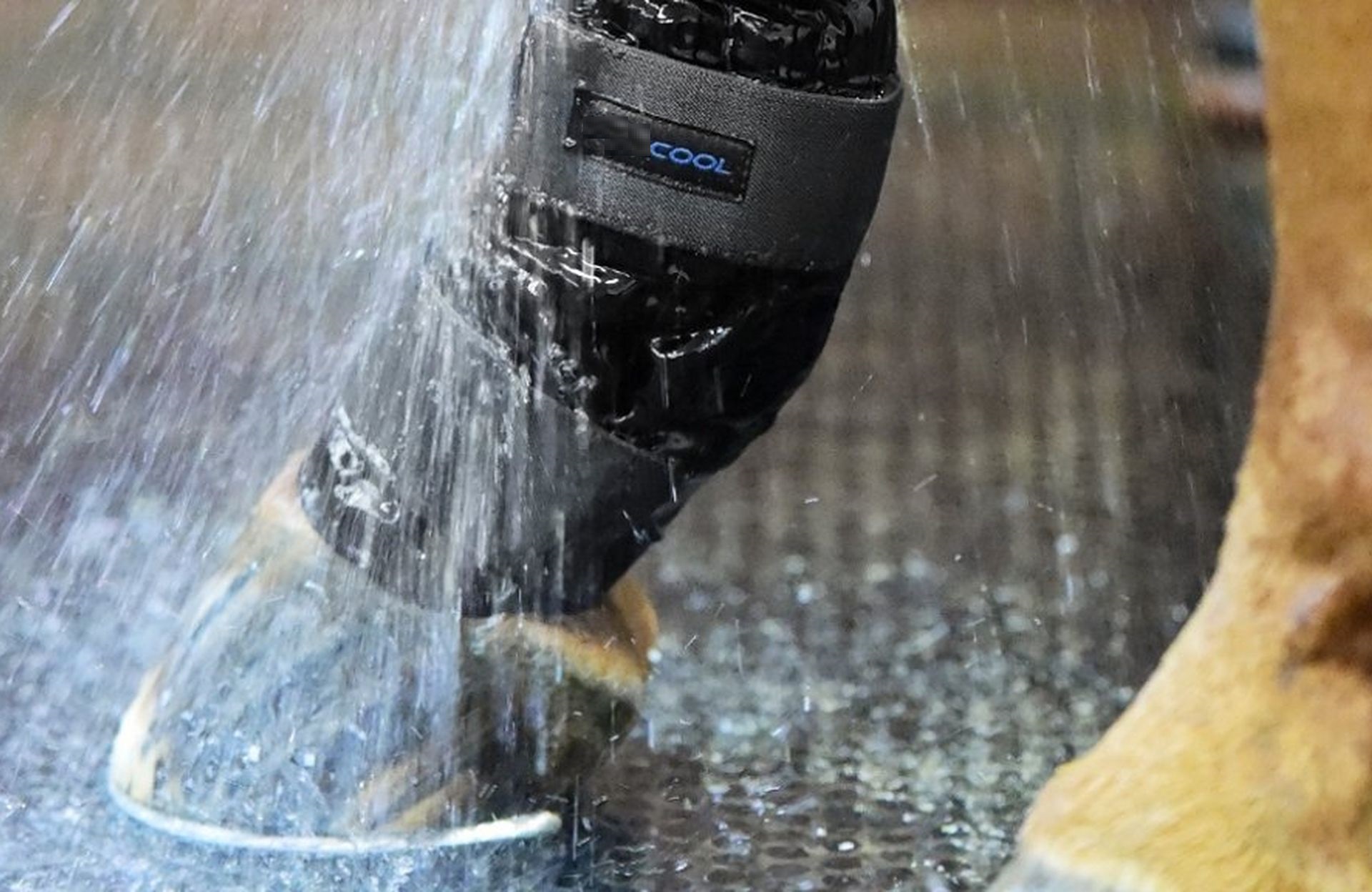 Terapia del freddo: i pro e i contro del trattamento sui cavalli subito dopo l’allenamento