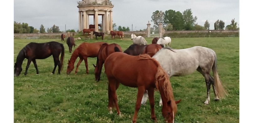 Da mesi reclusi in scuderia i cavalli di Carditello