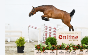 Dal 23 al 25 luglio Asta Online Schockemöhle (Young Jumpers)