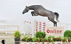 Dal 9 al 7 luglio Asta Online Schockemöhle (Young Jumpers)