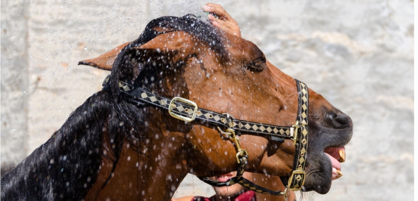 Horse Angels: Lettera aperta per la tutela dei cavalli in gara dalle ondate di calore