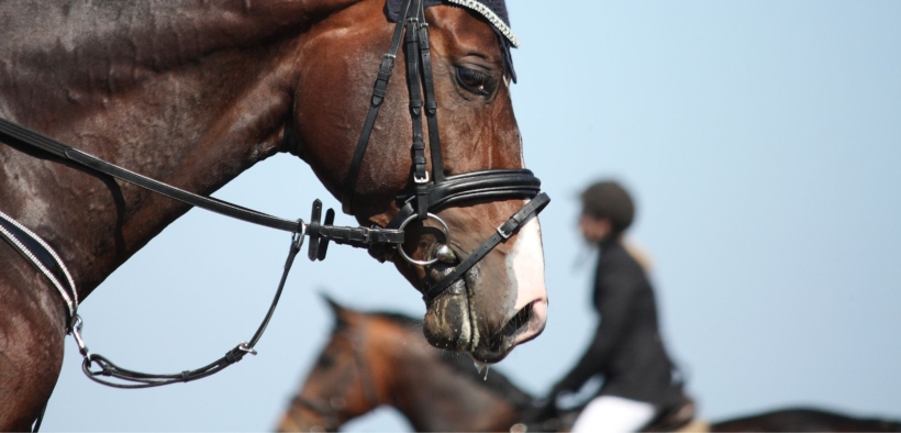 Il Governo impronta 10 modifiche all'impiego del cavallo in gara o manifestazioni