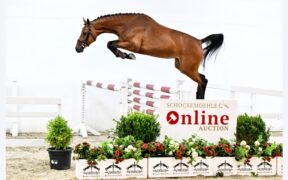 Dal 20 al 22 agosto Asta Online Schockemöhle (Young Mare Jumpers)