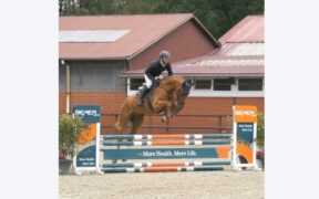 Dal 6 all'8 agosto nuova Asta Online Schockemöhle (Jumpers)