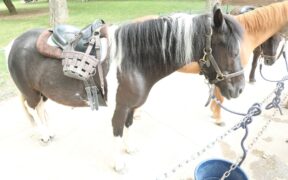 Parigi vieterà le passeggiate sui pony nei parchi cittadini