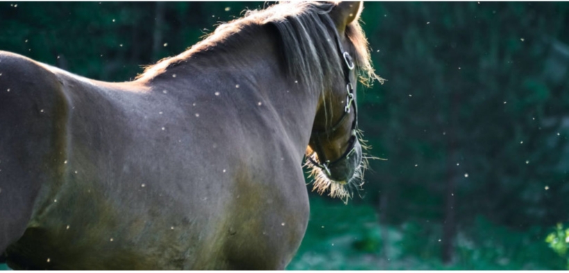 West Nile Disease, aumenta l'emergenza in Italia