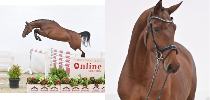 Asta Online dei 4 anni Schockemöhle: in Italia per 106.000 euro Charming Quina PS 1