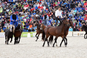 Filippo Nassi ed i suoi cavalli maremmani 2