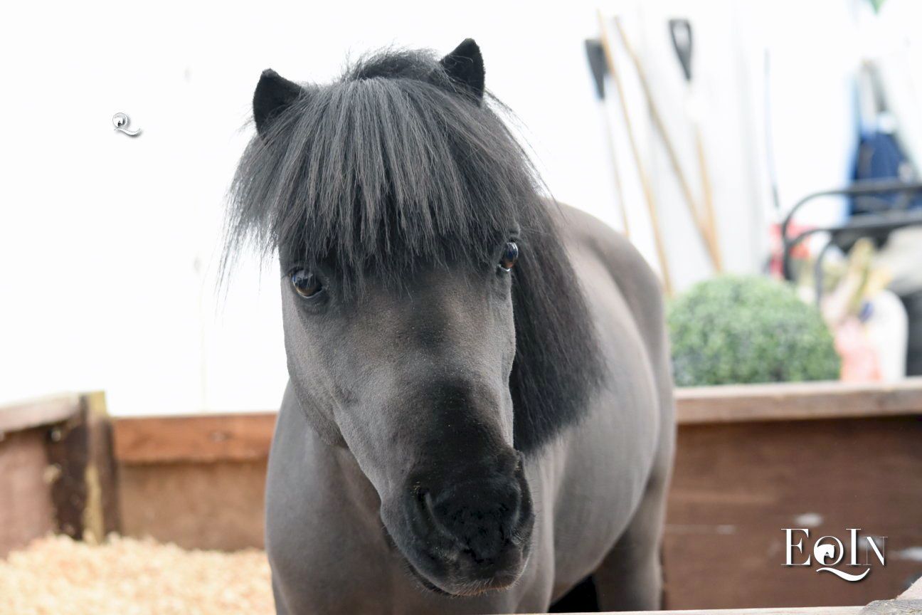 Focus on Falabella, il cavallo più piccolo del mondo 1