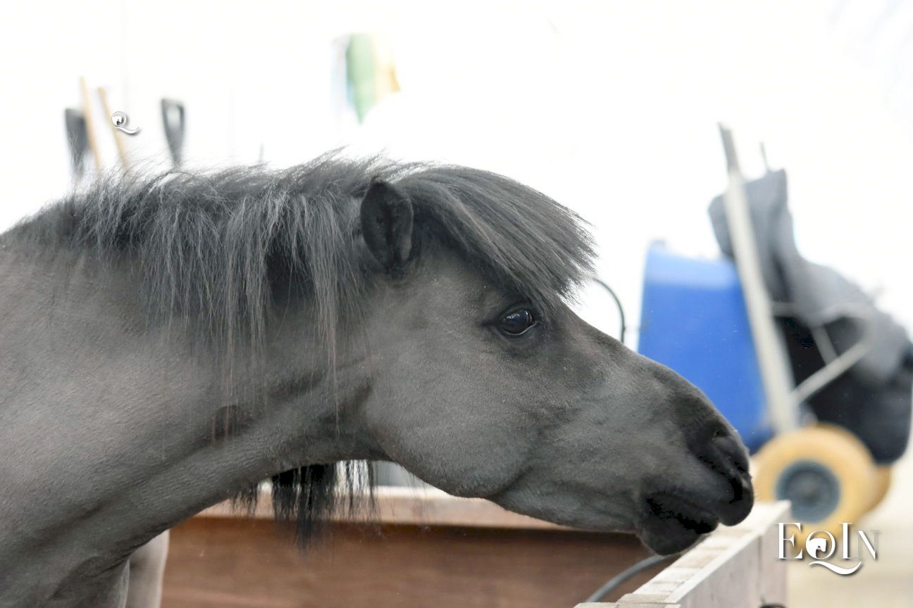 Focus on Falabella, il cavallo più piccolo del mondo 2