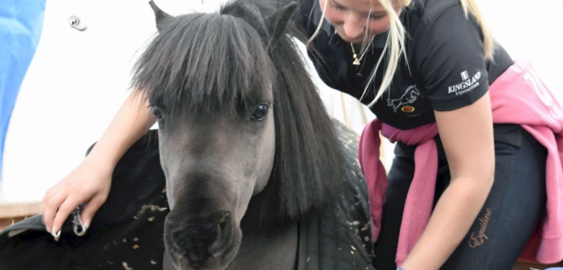 Focus on Falabella, il cavallo più piccolo del mondo