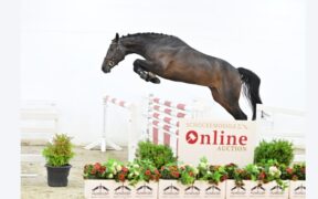 Nuova Asta Online Schockemöhle (Young Jumpers) fino al 19/09