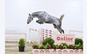 Asta Online Schockemöhle (Young Jumpers) fino al 17 ottobre