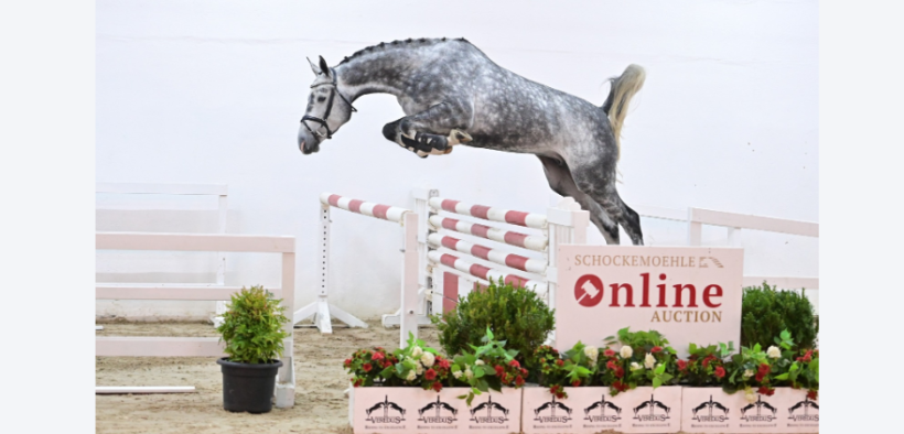 Asta Online Schockemöhle (Young Jumpers) fino al 17 ottobre