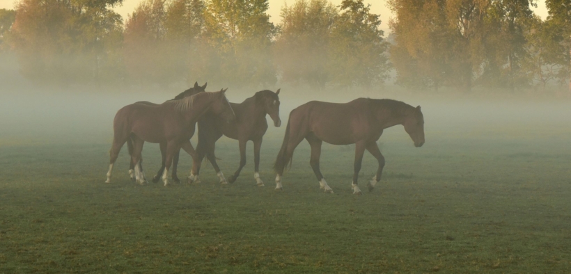 Fallito "l'allevamento dell'orrore" danese