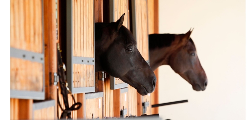 Fattorie del sangue: l’Islanda costretta ad adeguarsi alla normativa europea