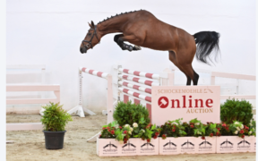 Fino al 3 ottobre Nuova Asta Online Schockemöhle (Young Jumpers)