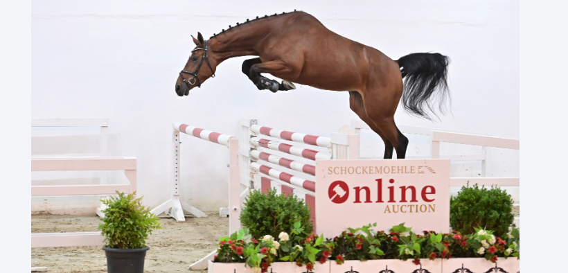 Fino al 3 ottobre Nuova Asta Online Schockemöhle (Young Jumpers)