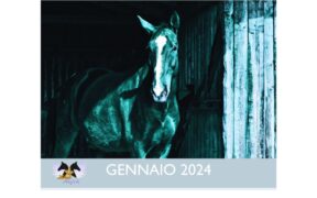 Horse Angels seleziona foto dei vostri cavalli per il Calendario 2024!