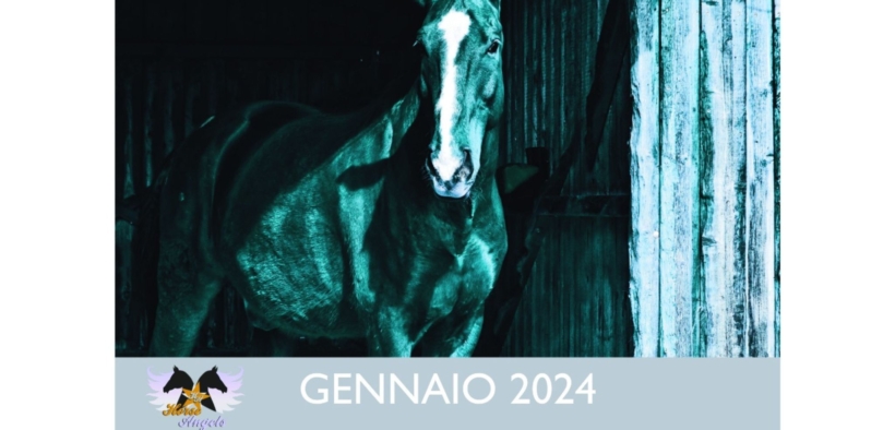 Horse Angels seleziona foto dei vostri cavalli per il Calendario 2024!