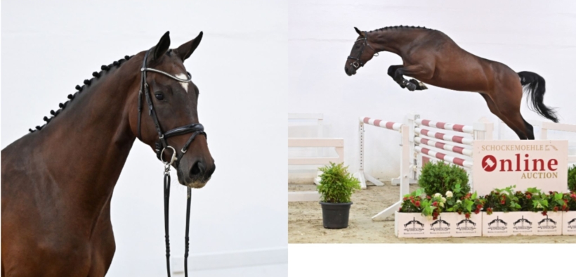 In Italia per 82.000 euro la puledra Action Filouna PS (Schockemöhle Online Auction)