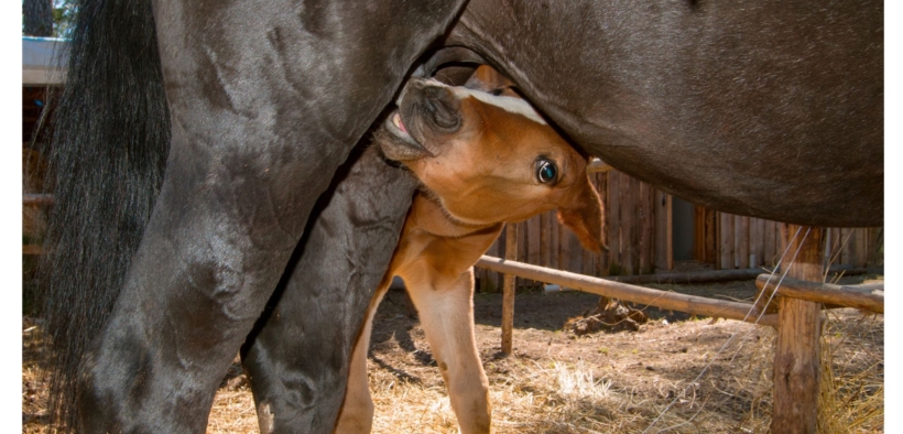 Nuova definizione della WBFSH dell’allevatore di un puledro nato con embryo-transfer