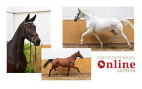 Solo fattrici (breeding mares) nella nuova Asta Online Schockemöhle fino al 31 ottobre