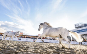 125° Fieracavalli al via domani a Verona Fiere