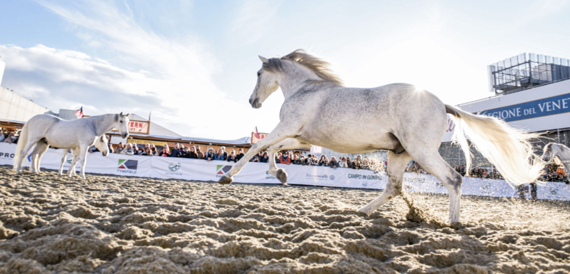 125° Fieracavalli al via domani a Verona Fiere