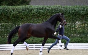 Asta online Schockemöhle: stalloni da dressage di 2,5 anni